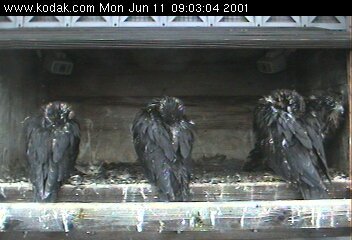 The backs of three of the baby peregrines.