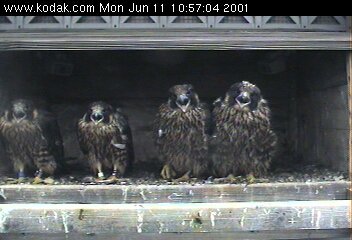 All of them face the camera, beaks agape. Singing for their supper?